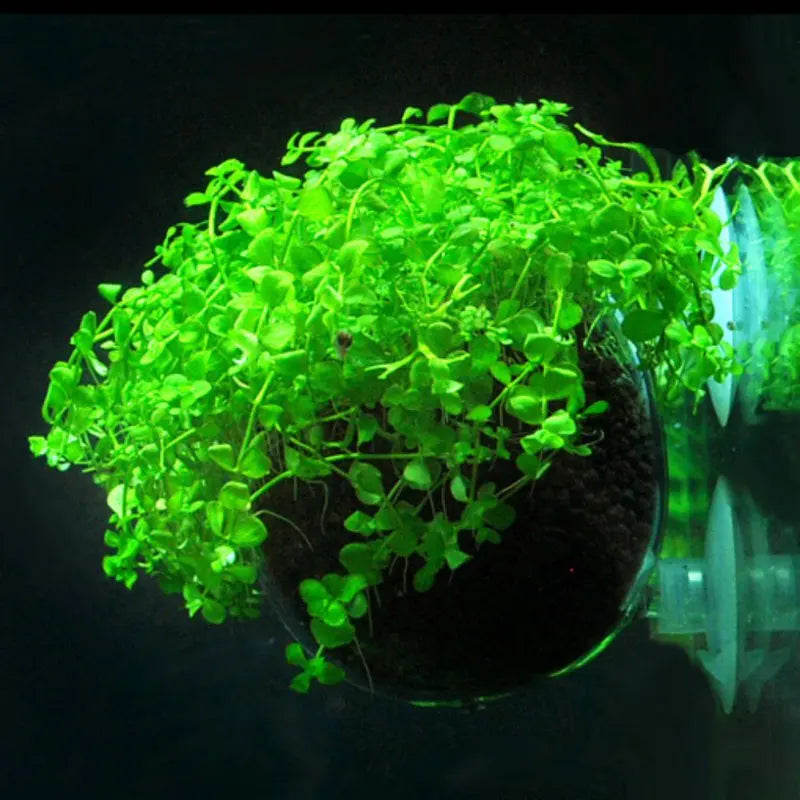Aquarium Plant Cup With Suction Holder For Aquatic Decorations